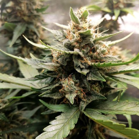 Justine growlog timeline photo