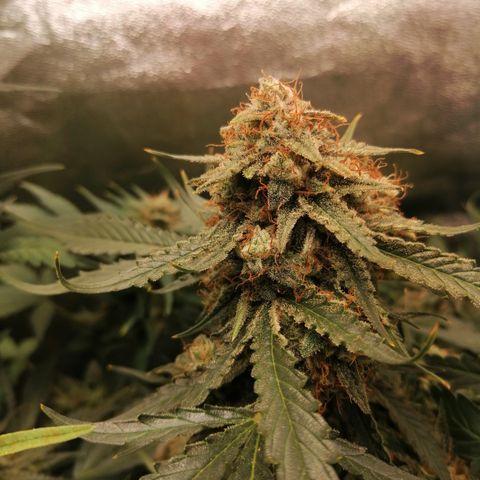 Ankhiale growlog timeline photo