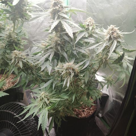 Ankhiale growlog timeline photo
