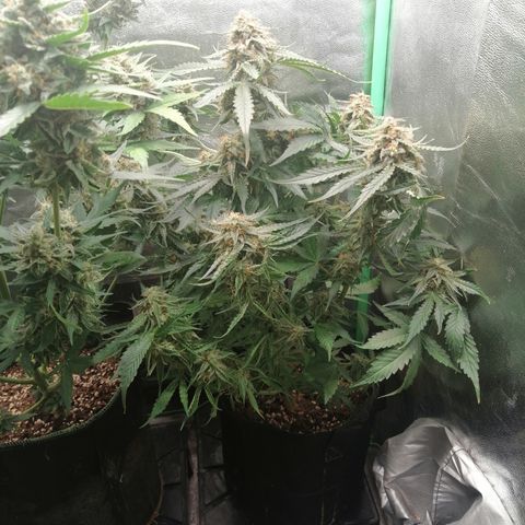 Ankhiale growlog timeline photo