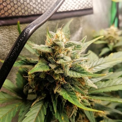 Justine growlog timeline photo