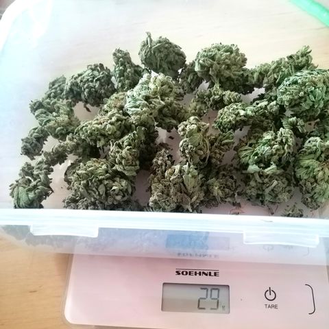 Sagata growlog timeline photo