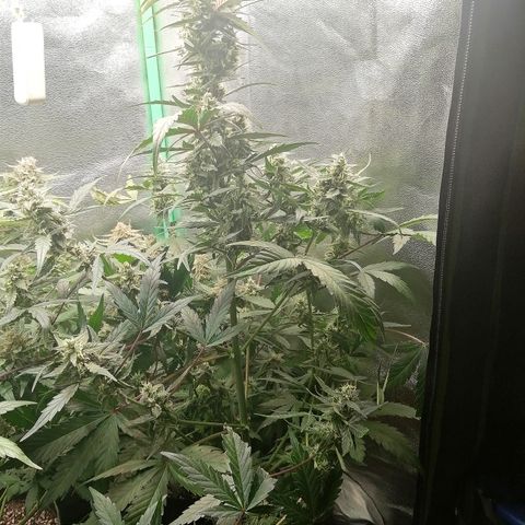 Edith growlog timeline photo