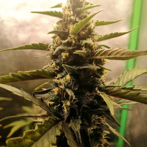 Edith growlog timeline photo