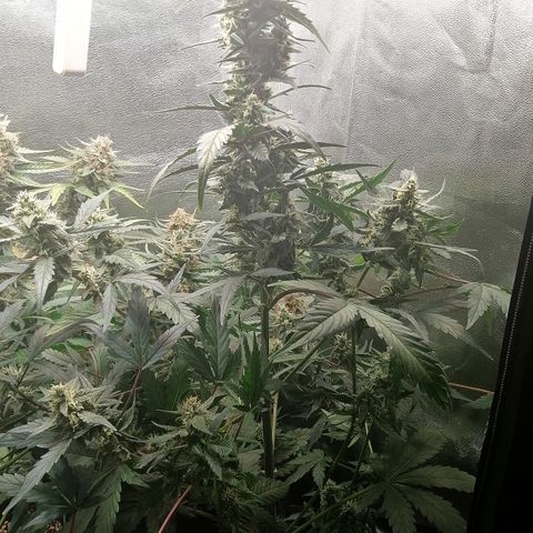 Edith growlog timeline photo