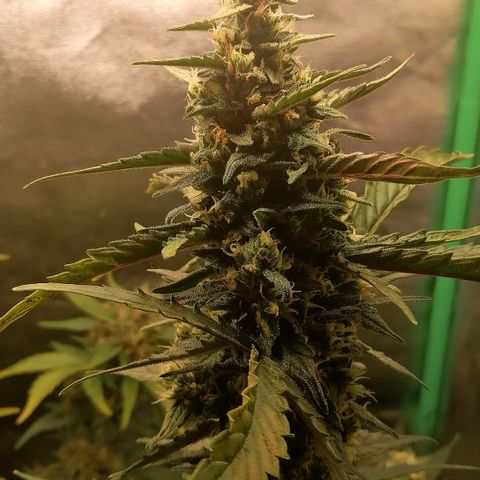 Edith growlog timeline photo