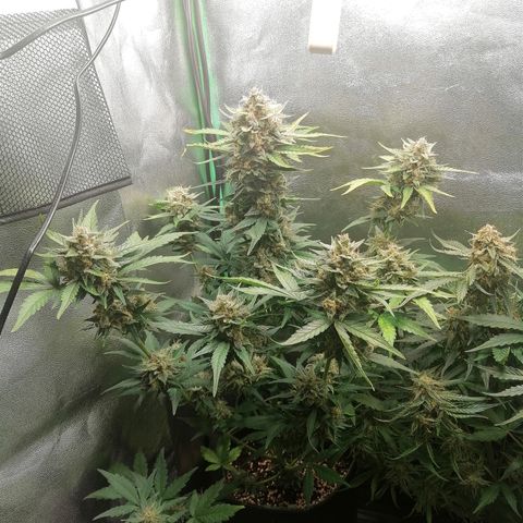 Justine growlog timeline photo