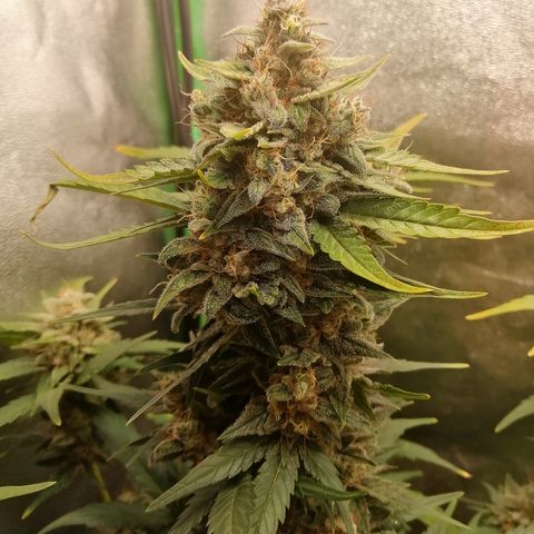 Justine growlog timeline photo