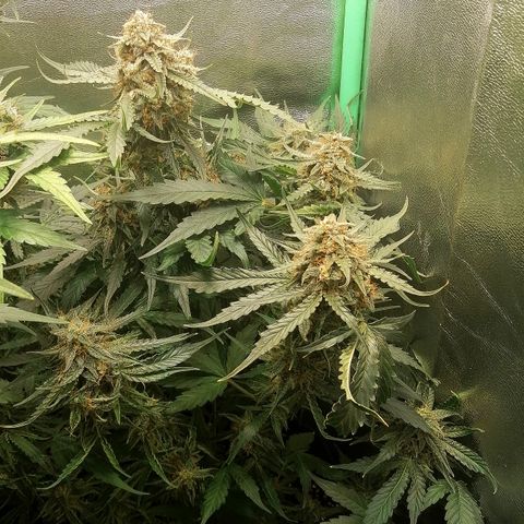 Ankhiale growlog timeline photo