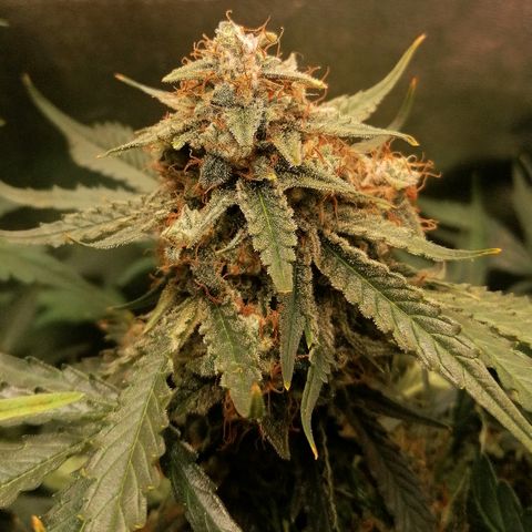 Ankhiale growlog timeline photo