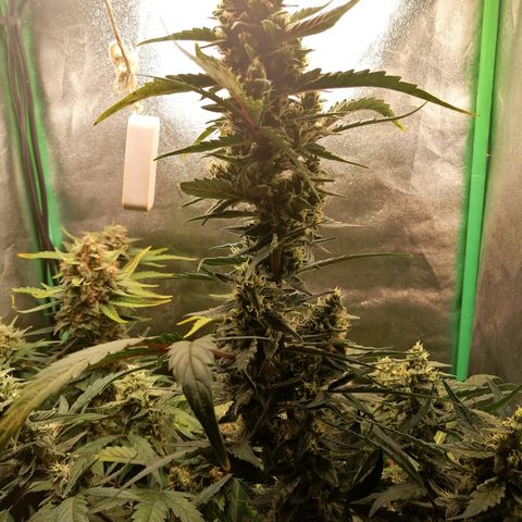 Edith growlog timeline photo