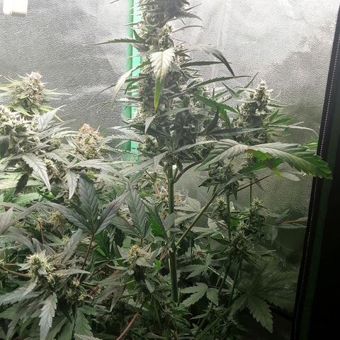 Edith growlog timeline photo