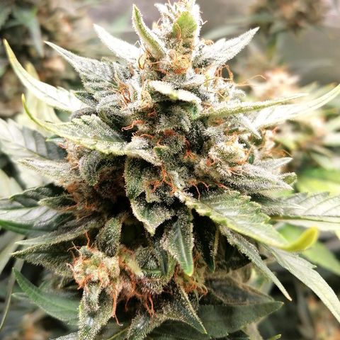 Justine growlog timeline photo