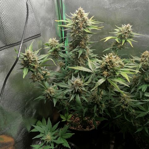 Justine growlog timeline photo