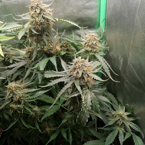 Ankhiale growlog timeline photo