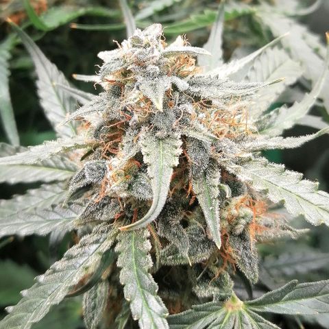Ankhiale growlog timeline photo