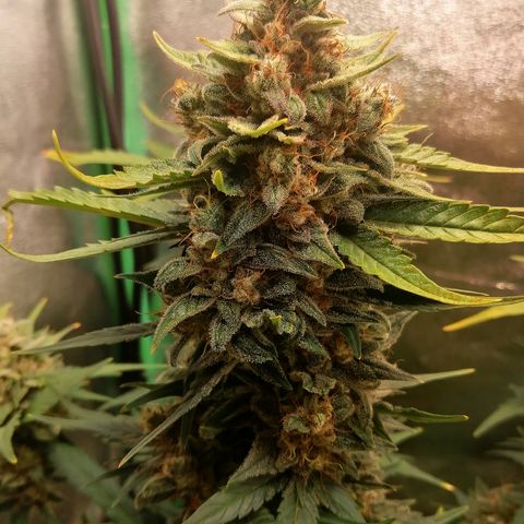 Justine growlog timeline photo