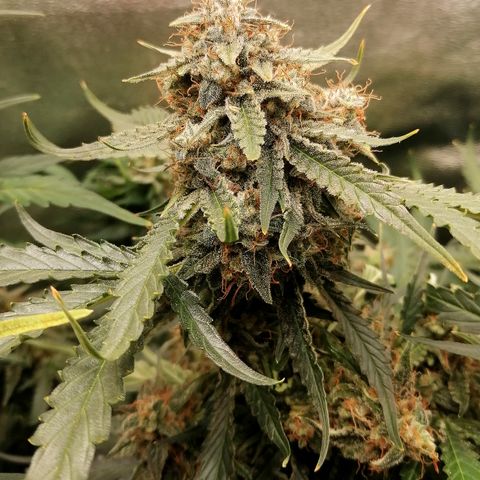 Ankhiale growlog timeline photo