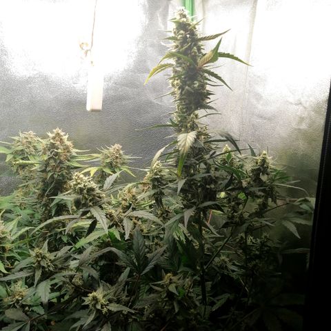 Edith growlog timeline photo