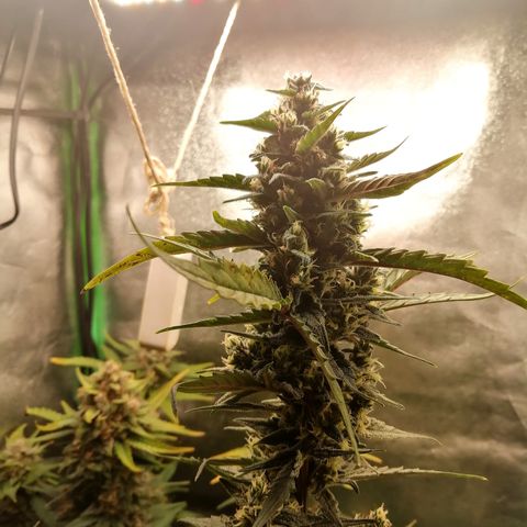 Edith growlog timeline photo