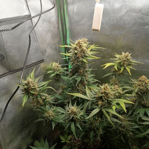 Justine growlog timeline photo
