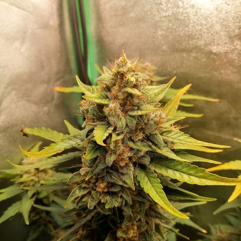 Justine growlog timeline photo