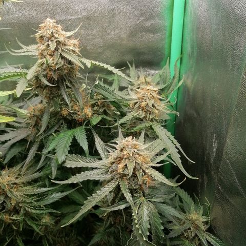 Ankhiale growlog timeline photo