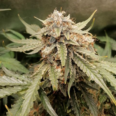 Ankhiale growlog timeline photo