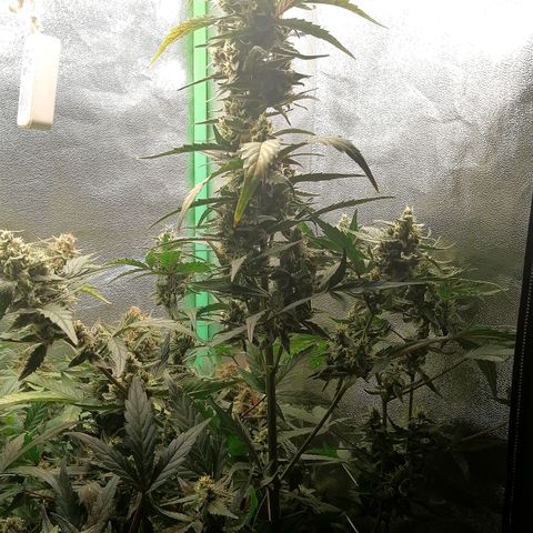 Edith growlog timeline photo