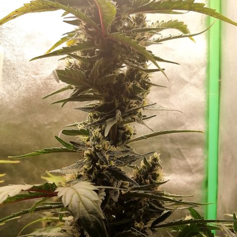 Edith growlog timeline photo
