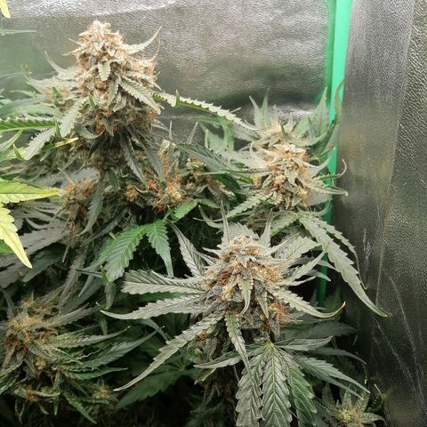 Ankhiale growlog timeline photo