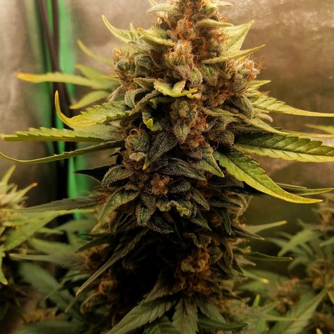 Justine growlog timeline photo