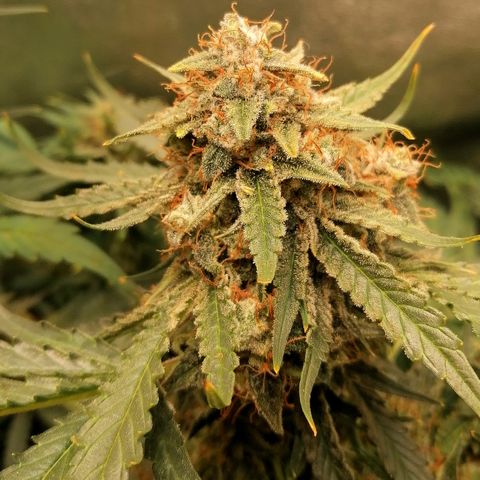 Ankhiale growlog timeline photo