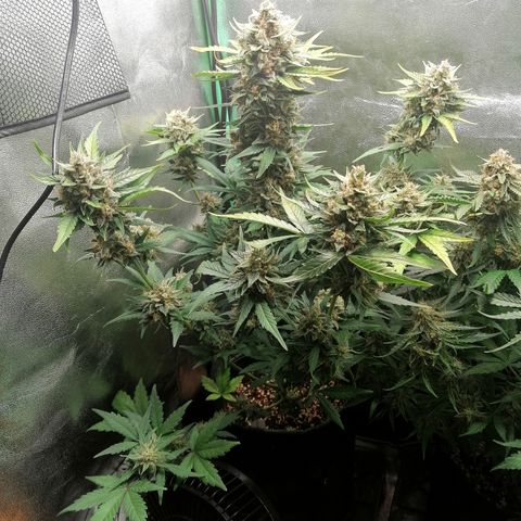 Justine growlog timeline photo