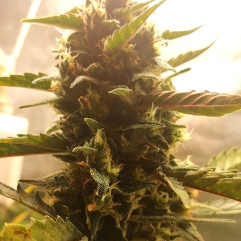 Edith growlog timeline photo