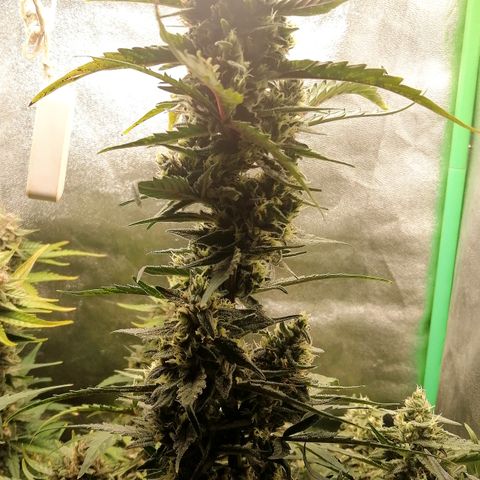 Edith growlog timeline photo