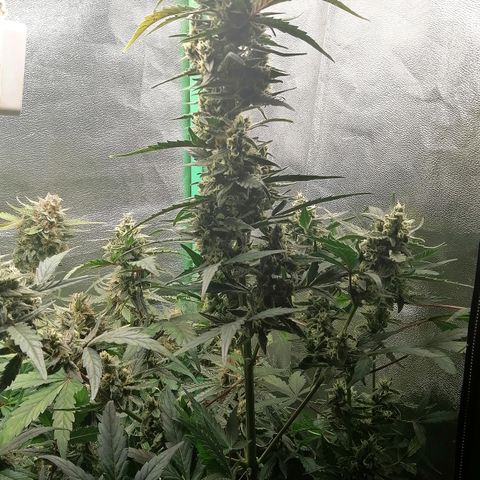 Edith growlog timeline photo