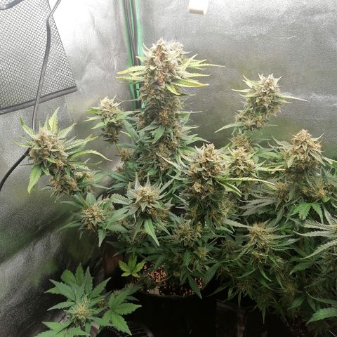 Justine growlog timeline photo