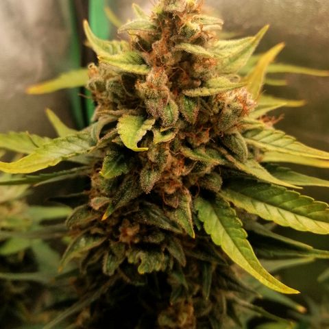 Justine growlog timeline photo