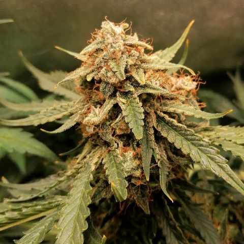 Ankhiale growlog timeline photo