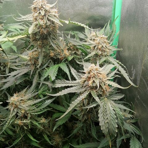 Ankhiale growlog timeline photo