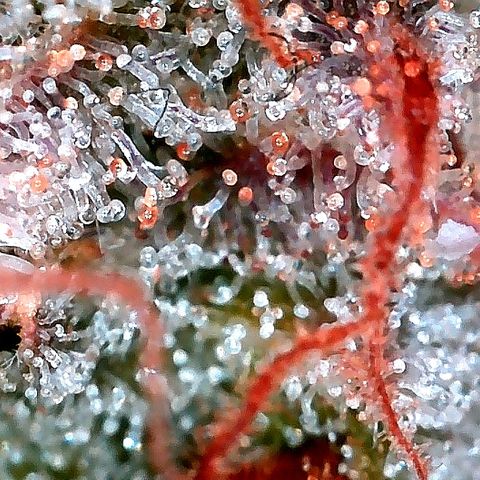 Ankhiale growlog timeline photo