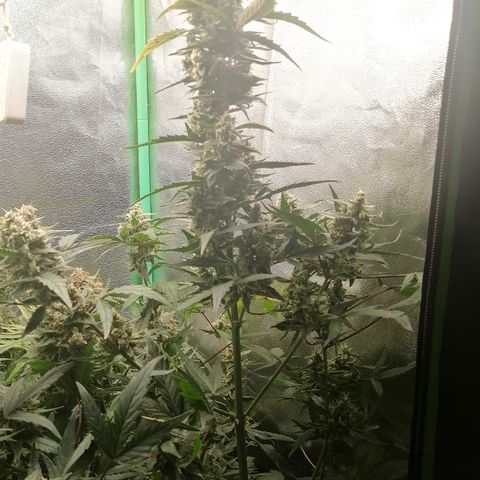 Edith growlog timeline photo