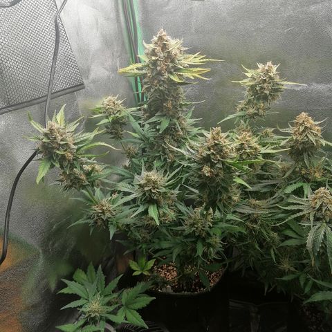 Justine growlog timeline photo