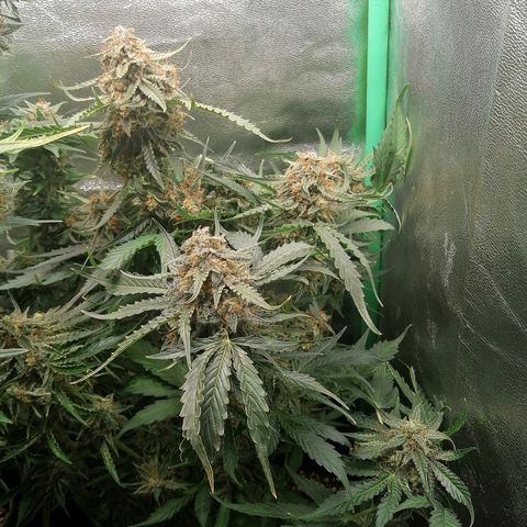 Ankhiale growlog timeline photo
