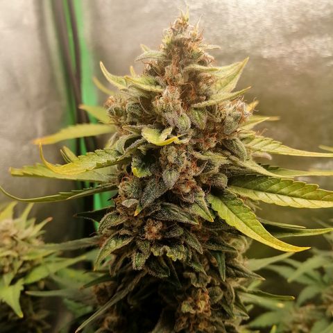 Justine growlog timeline photo