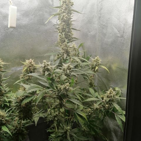 Edith growlog timeline photo