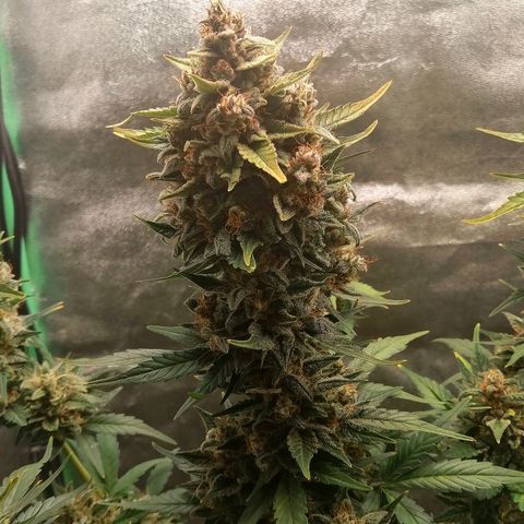 Justine growlog timeline photo