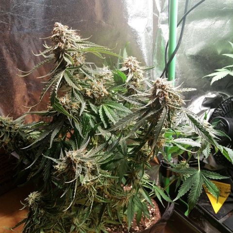 Ankhiale growlog timeline photo
