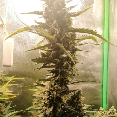 Edith growlog timeline photo